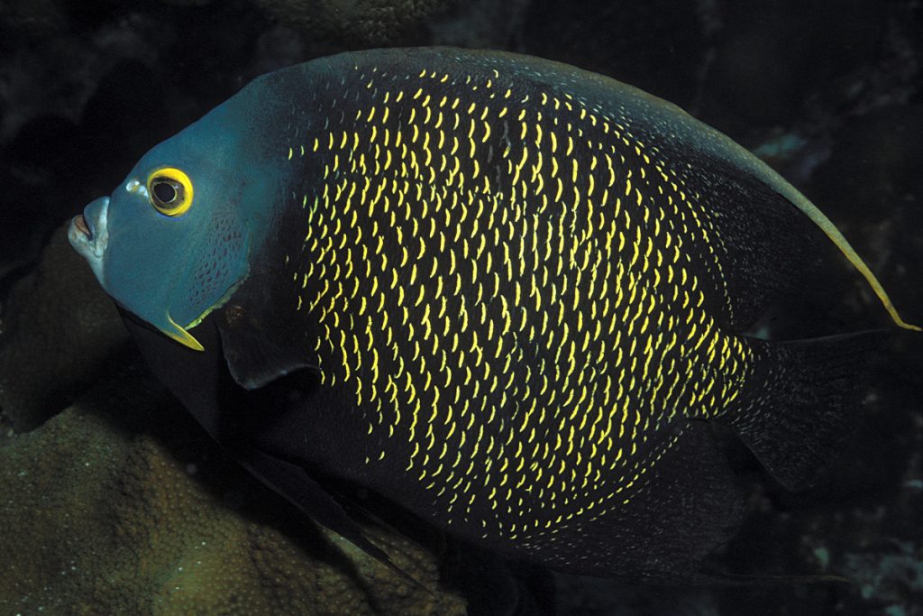 french angelfish