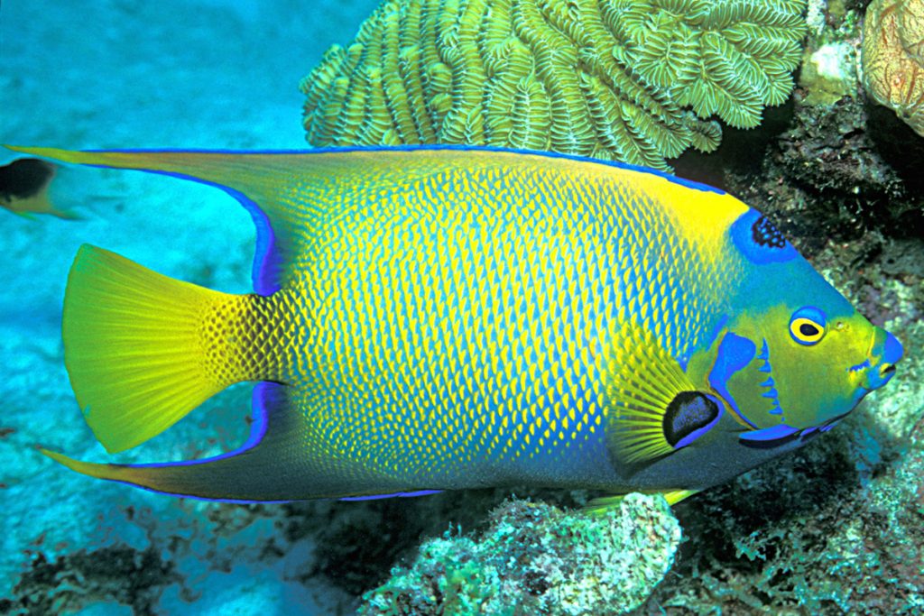 queen angelfish