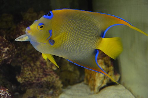 queen angelfish 3