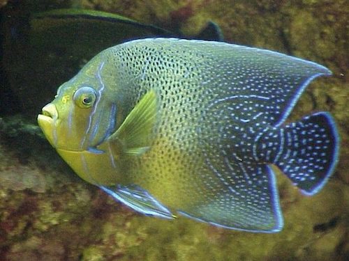 koran angelfish 1