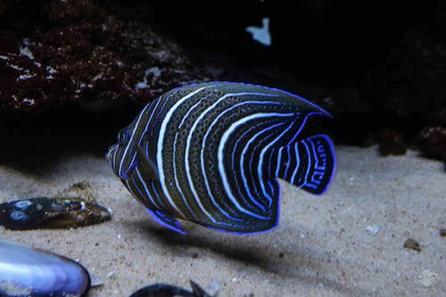 koran angelfish juvenile