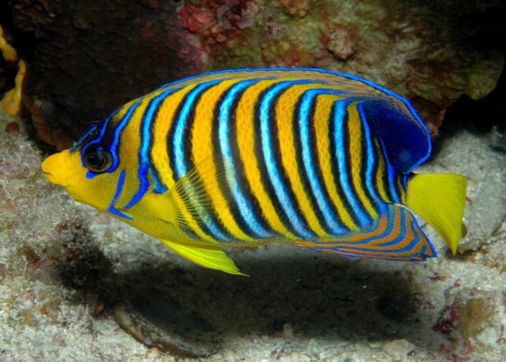 regal angelfish