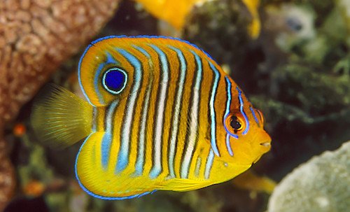 regal angelfish juvenile