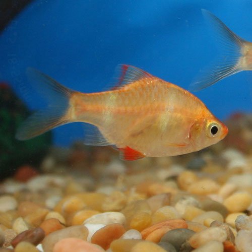 albino tiger barb