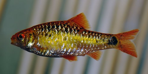 gold barb 2