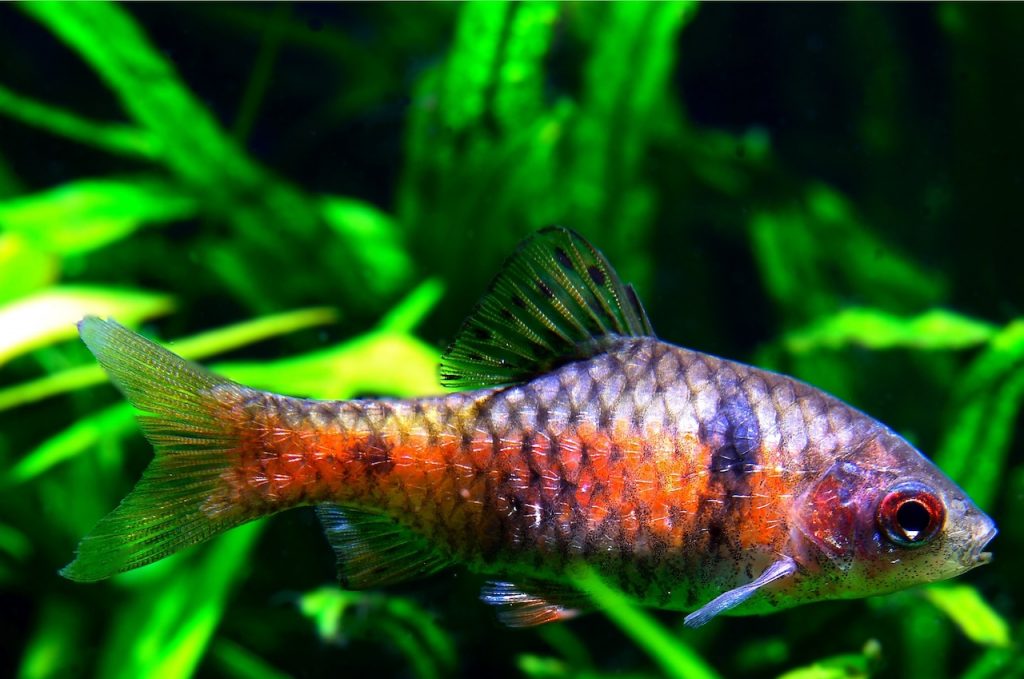 odessa barb