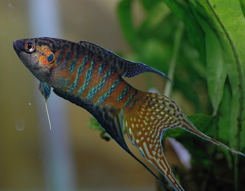 Gourami