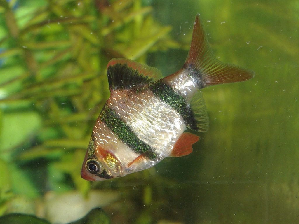 tiger barb