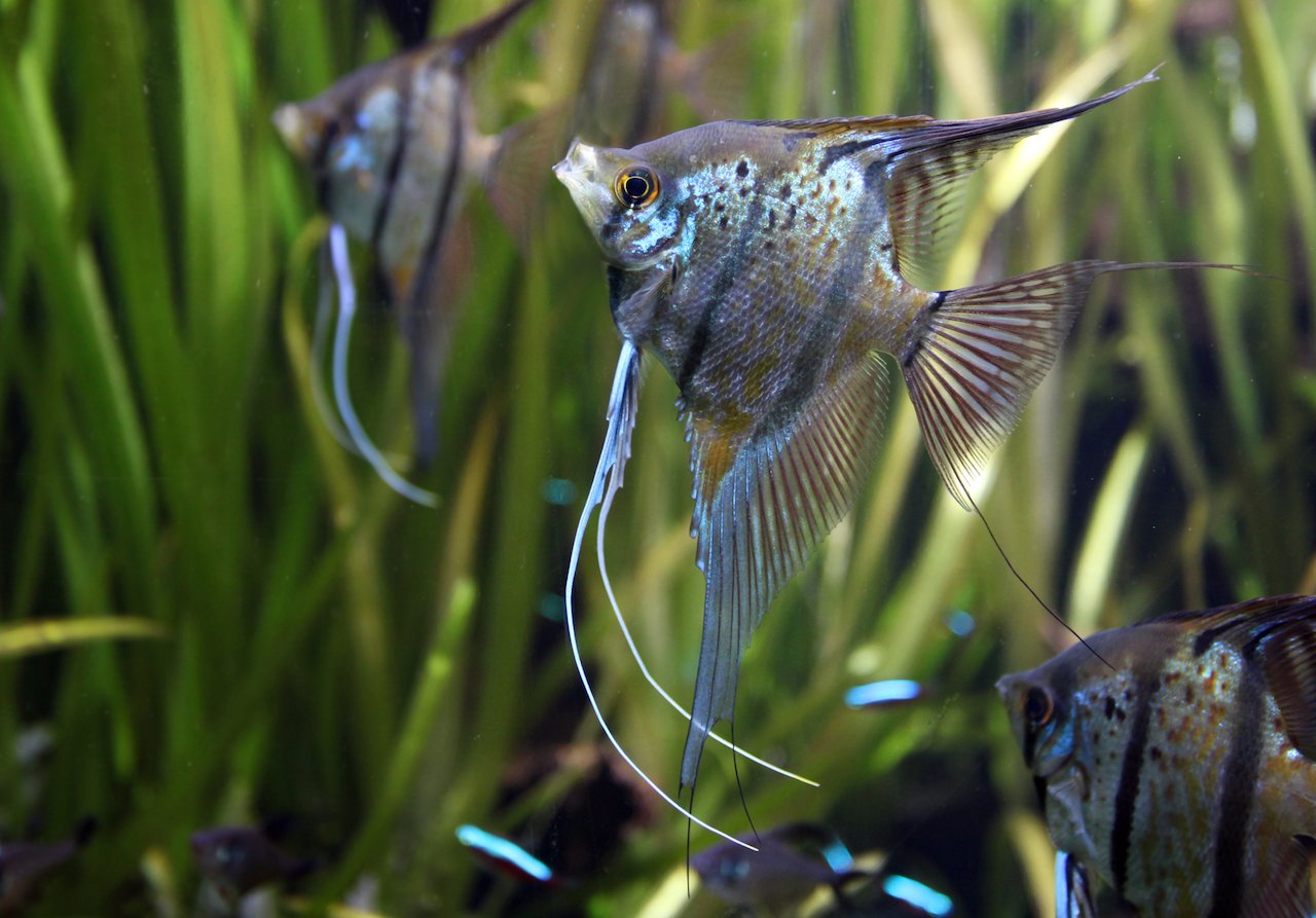 freshwater angelfish
