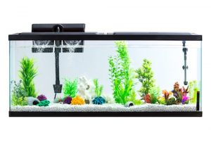 aqua culture 55 gallon aquarium starter kit