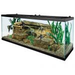 Best 55 Gallon Fish Tanks