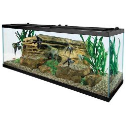 tetra 55 gallon aquarium kit
